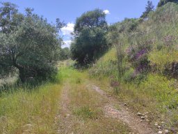 Flora del Cerro Masatrigo